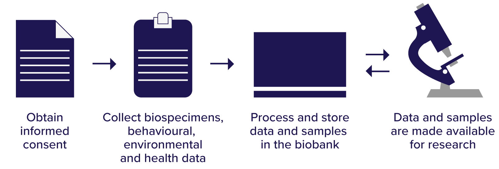 Infographic showing a flow of improving data and samples. First, obtain informed consent. Second, collect biospecimens, behavioural, environmental and health data. Third, process and store data and samples in the Biobank. Fourth, data and samples are made available for research. There's a back and forth arrow between the third and fourth step, showing how the data is improved with use.
