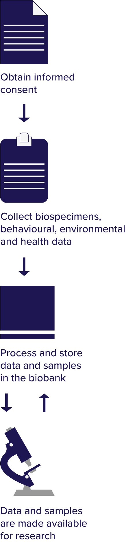 Infographic showing a flow of improving data and samples. First, obtain informed consent. Second, collect biospecimens, behavioural, environmental and health data. Third, process and store data and samples in the Biobank. Fourth, data and samples are made available for research. There's a back and forth arrow between the third and fourth step, showing how the data is improved with use.